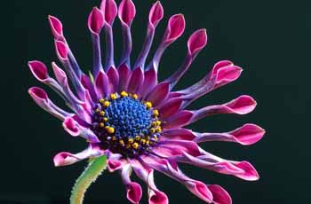 在线短信轰炸工具