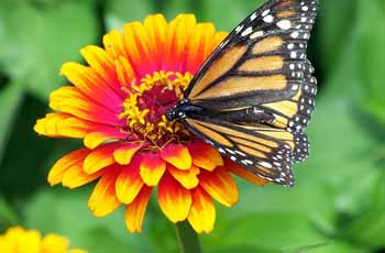 踏踏实实干活的短信轰炸服务