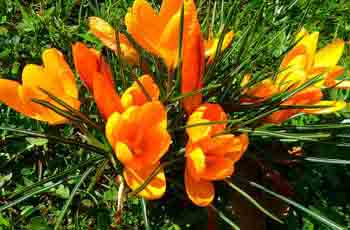 免费轰炸电话软件下载