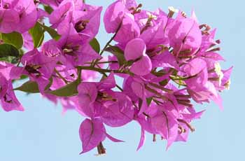 电话在线轰炸网页版