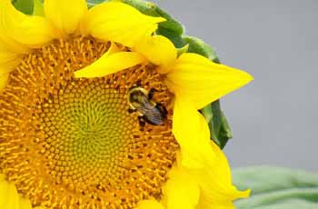 秋思短信轰炸平台