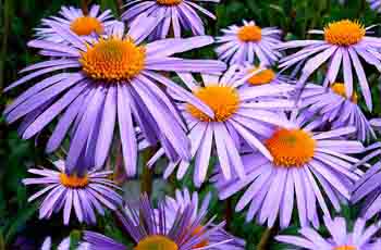 秋思电话轰炸平台