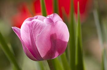 免费轰炸电话软件下载