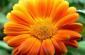 无限循环呼叫电话软件